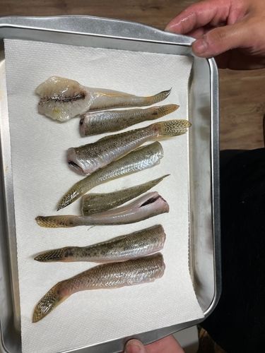 ハゼの釣果