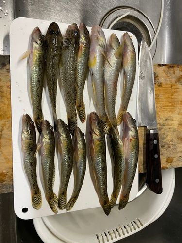 ハゼの釣果