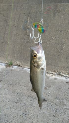 セイゴ（ヒラスズキ）の釣果
