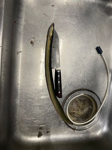 ウナギの釣果