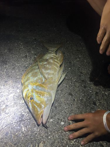タマンの釣果