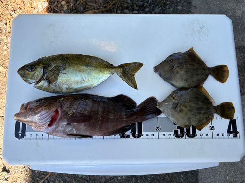 マハタの釣果