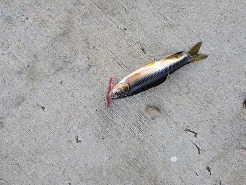 カワムツの釣果