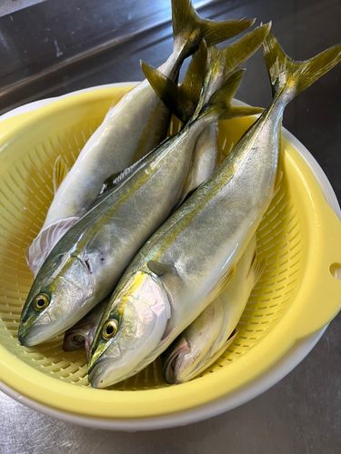 フクラギの釣果