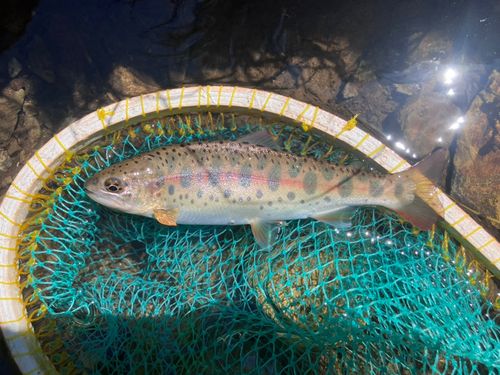 ヤマメの釣果