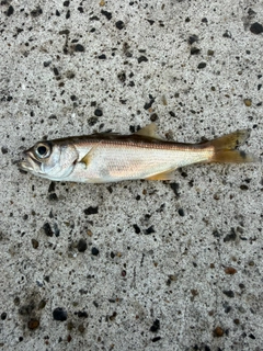 クロムツの釣果