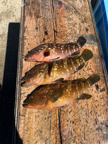 アコウの釣果