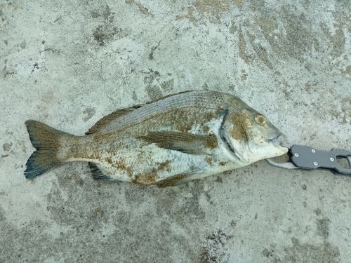 チヌの釣果