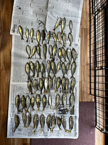 アジの釣果