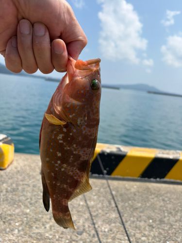 アコウの釣果
