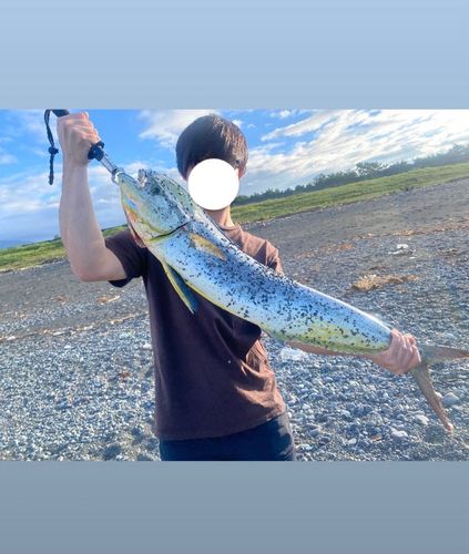 静岡県で釣れたイカの釣り・釣果情報 - アングラーズ | 釣果600万件の
