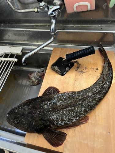 マゴチの釣果