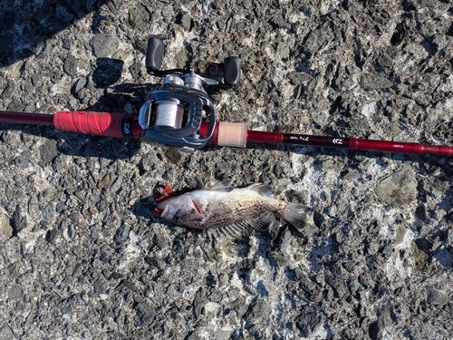 クロソイの釣果