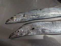 タチウオの釣果