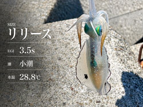 イカの釣果