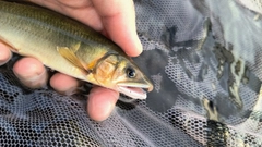 アユの釣果