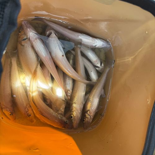 キスの釣果