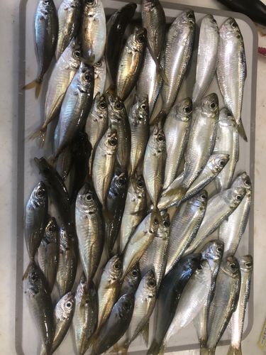 アジの釣果