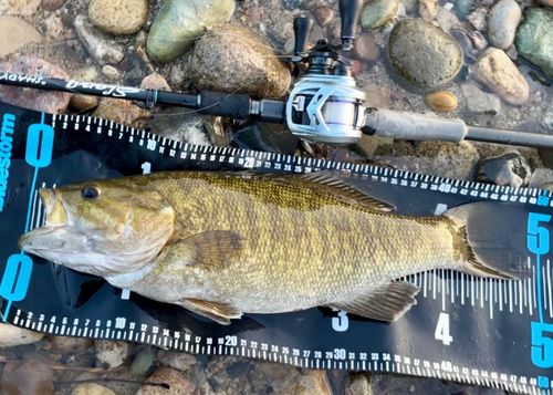 スモールマウスバスの釣果