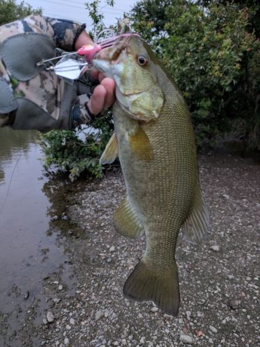 スモールマウスバスの釣果