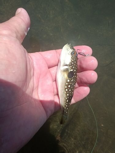 クサフグの釣果