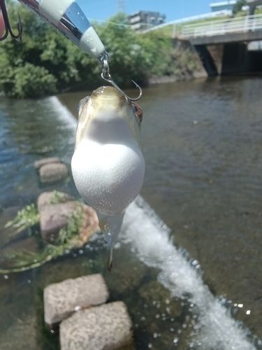 クサフグの釣果