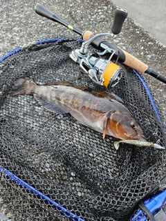 アイナメの釣果