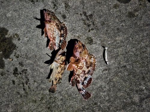 カサゴの釣果