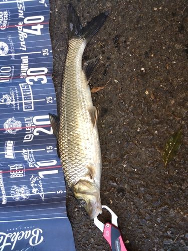 ニゴイの釣果