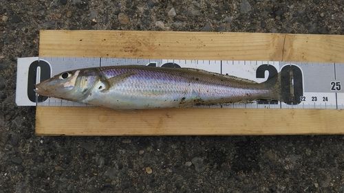 シロギスの釣果