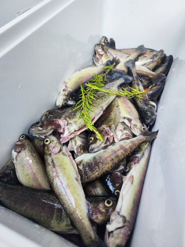 ヤマメの釣果