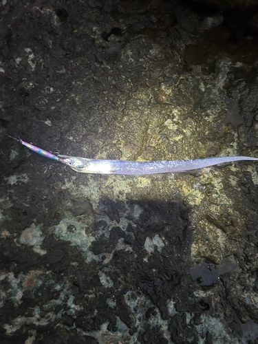 タチウオの釣果