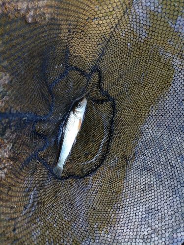ニゴイの釣果