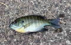 ブルーギルの釣果