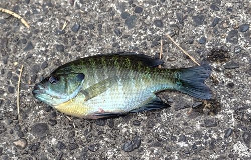 ブルーギルの釣果