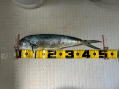 シイラの釣果