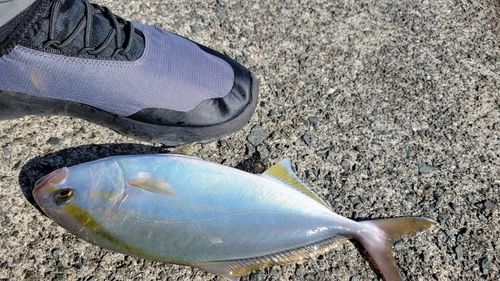 シオの釣果