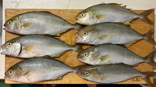 シオの釣果