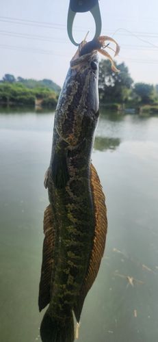 カムルチーの釣果