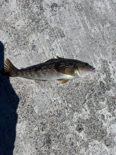 アイナメの釣果