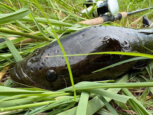 ライギョの釣果
