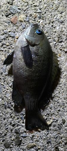 グレの釣果