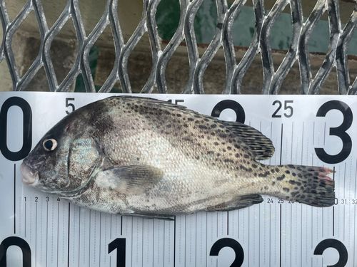 コショウダイの釣果
