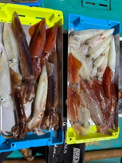 ケンサキイカの釣果