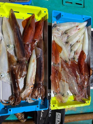 ケンサキイカの釣果