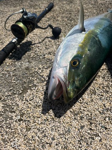 ブリの釣果