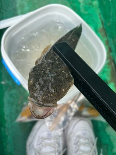 キスの釣果