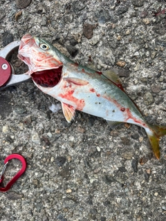 コゾクラの釣果