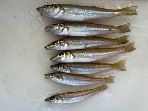 シロギスの釣果