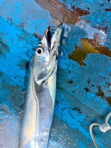 タチウオの釣果